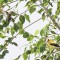 American Goldfinch male and a Black-chinned Hummingbird