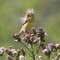 Female Goldfinch, with thistle seeds.