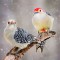 Red-bellied Woodpeckers in the Snow