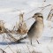 The Unexpected…Norther Shrike!