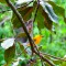 Prothonotary Warbler aka Golden Swamp Warbler
