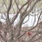 Northern Cardinals and Blue Jays in a Japanese Maple in February