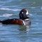 Male Harlequin Duck, at Nubble Light.