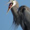 Great Blue heron sticking it’s tongue out!