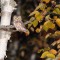 Petite Nyctale, Aegolius acadicus	,   Northern Saw-whet Owl