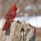 Northern Cardinal and Red-bellied Woodpecker