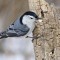 White-breasted Nuthatch