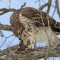 Red-tailed Hawk devouring a mole.