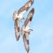 Two Osprey, One Fish
