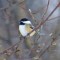 Blustery As Can Be…But He’s A Tough Little Black-capped Chickadee Dee Dee Dee!! ;-)
