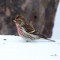 Common Red Poll Searching In The Snow For Seeds