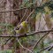 Molting Goldfinch