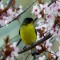 Lesser Goldfinch in spring