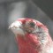 Male House Finch with Eye Problem
