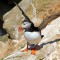 Atlantic Puffin  basks in the afternoon sun!