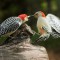 Male Red-bellied Woodpecker decides hos mate is too close