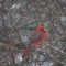 Cardinal in the Snow Flurries