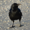 Ocean Crow