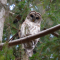 Barred Owl of the Pines