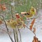 Winter Goldfinches wait their turn