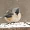 Tufted Titmice on a snowy Saturday