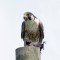 Peregrine  falcon