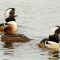 The Courtship of Hooded Mergansers