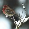house finch and snow