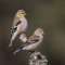 American goldfinch pair