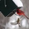 Cardinal at new feeder