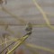 Yellow-rumped Warbler (Audubon’s)