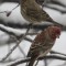 Finches in a snow stom
