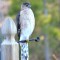 coopers hawk on watch