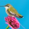 Ruby-Throated hummingbird