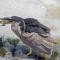 Black-crowned night heron catches its breakfast