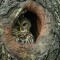 Barred Owl and her Owlet