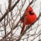 Northern Cardinal in Japanese Maple in February
