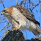 Eastern Red-tailed Hawk with prey