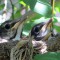 Robin nestlings on the day the largest one fledged