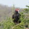 Turkey Vulture peering from a cedar tree!