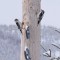 Woodpeckers on pole