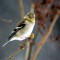 Goldfinch looking at me