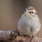 A young Chipping Sparrow