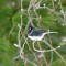 Dark-eyed Junco enjoying his pine breeze ;-)