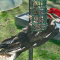 Pileated Woodpecker male enjoying a suet cake