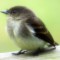 My First Look At An Eastern Phoebe (Fledgling Too)