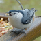 White-breasted Nuthatch males on tray feeders
