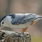 White-breasted Nuthatch on a tree stump