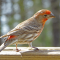 A male House Finch on a tray feeder