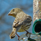 Female House Finch on a tube feeder